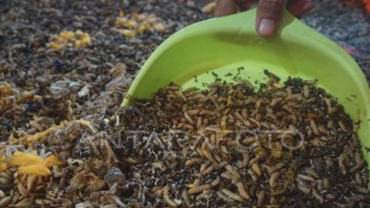Sampah Menjadi Solusi