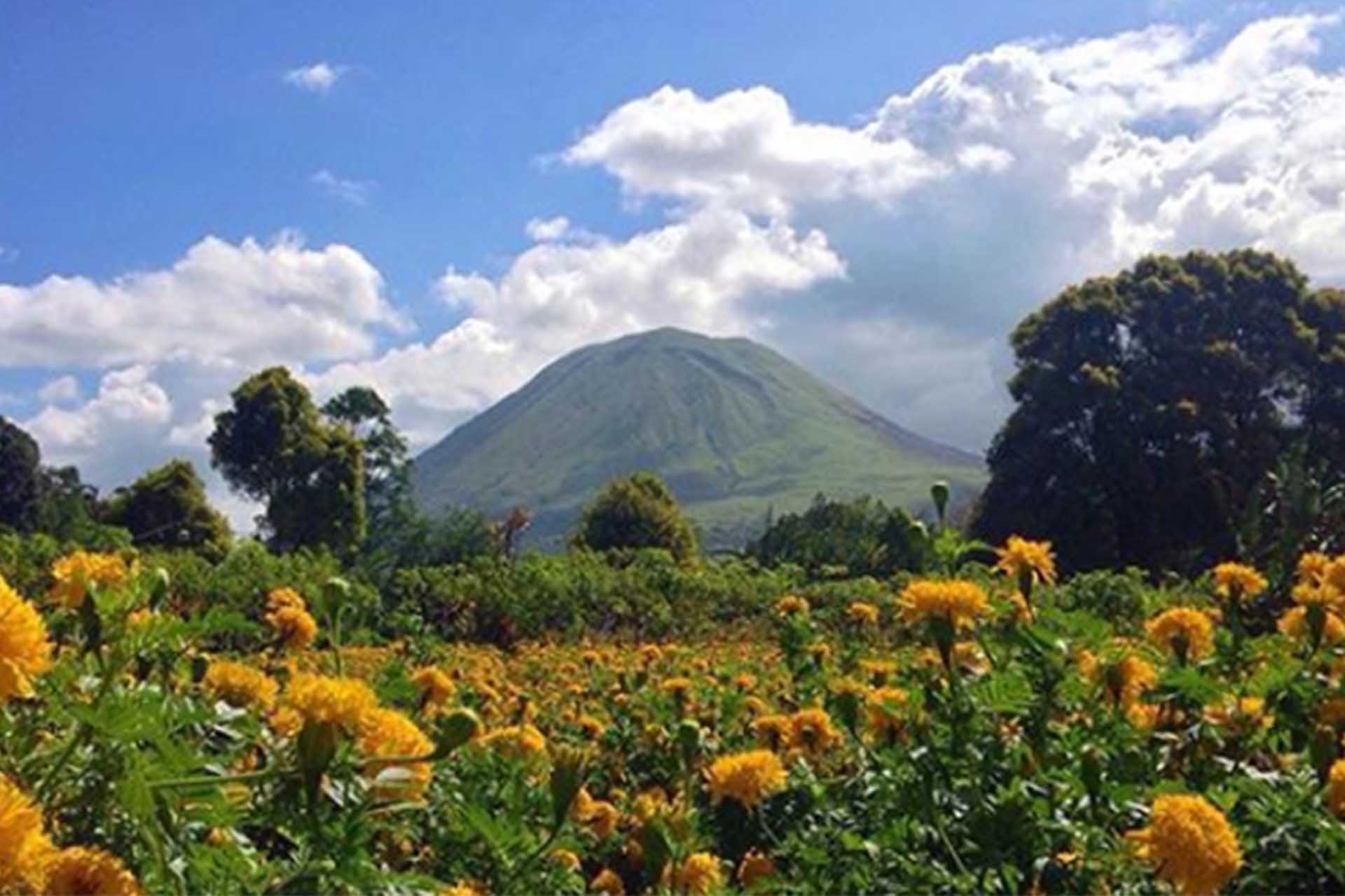 Festival bunga tomohon