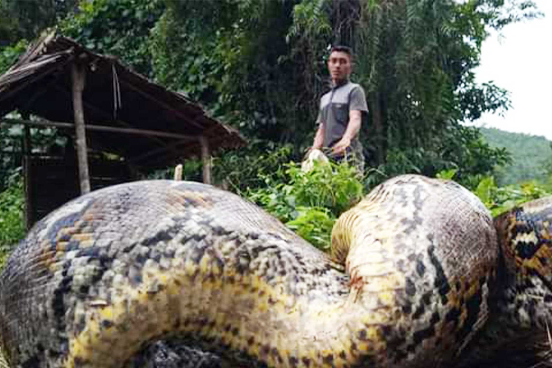 Ular Piton Hebohkan Warga Saleo
