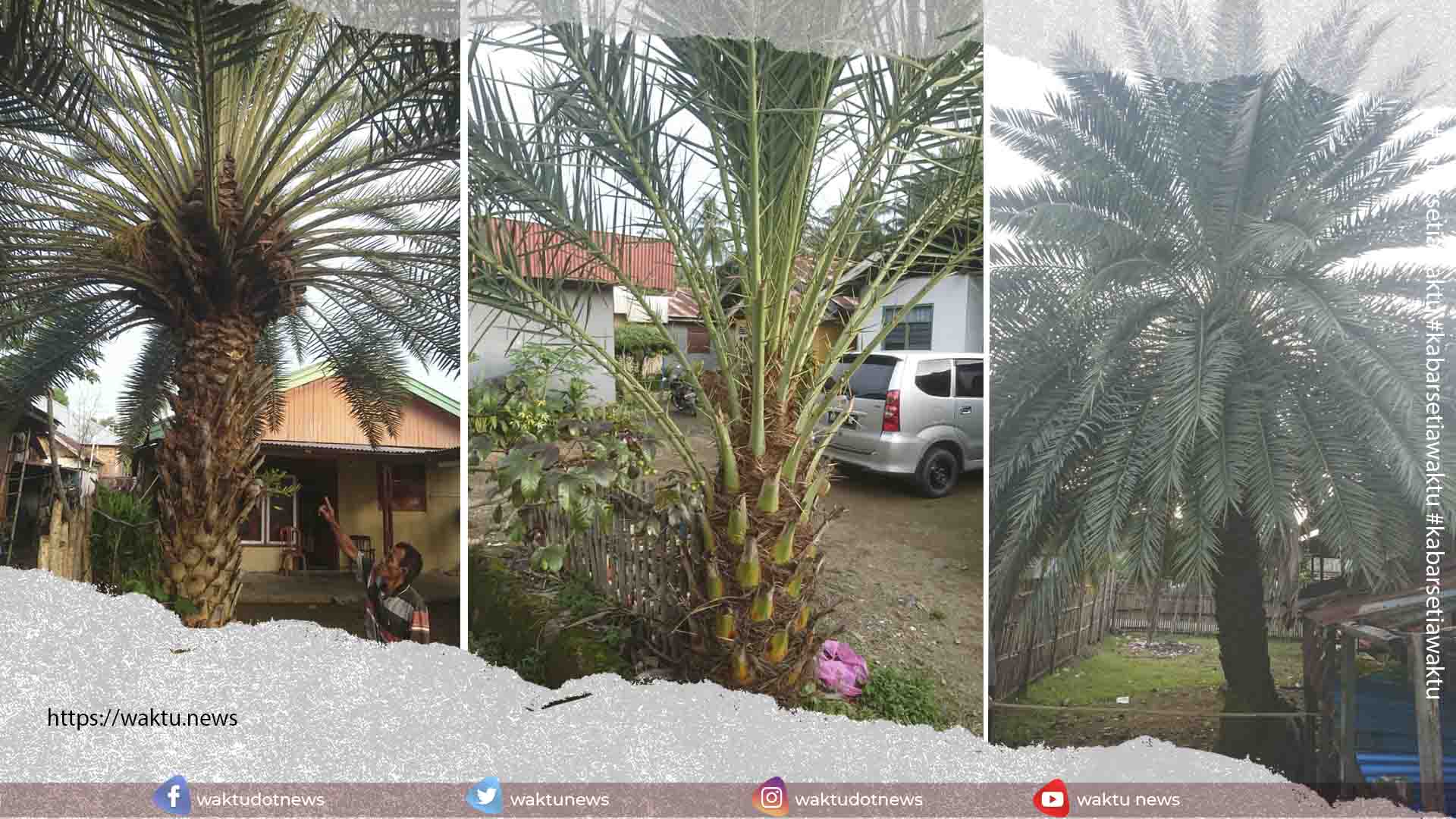 Pohon Kurma Boltim