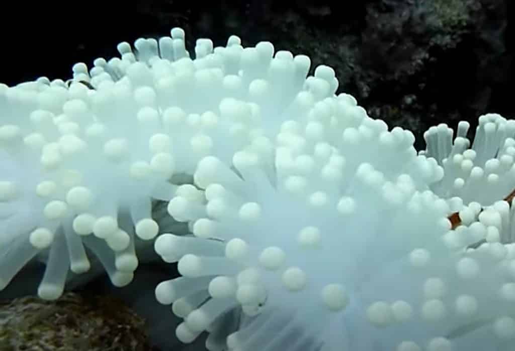 Pulau Tomia