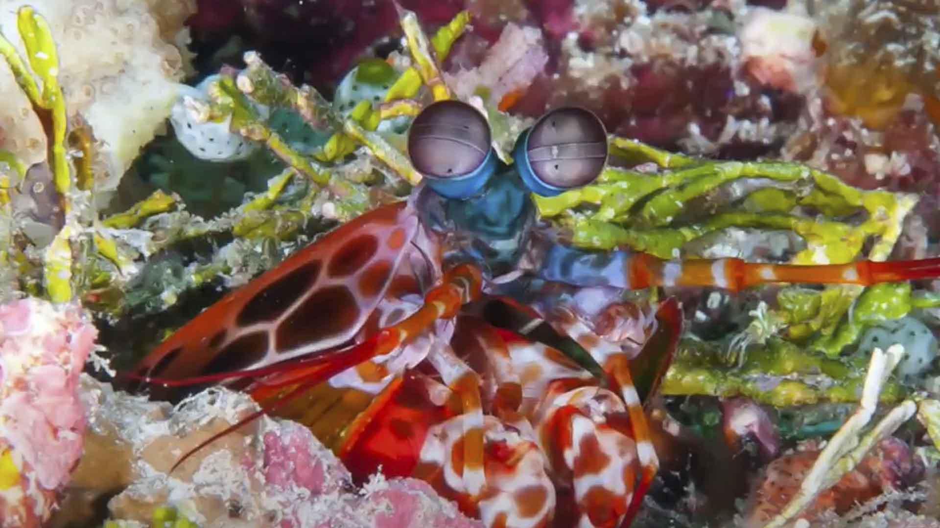 Pulau Tomia