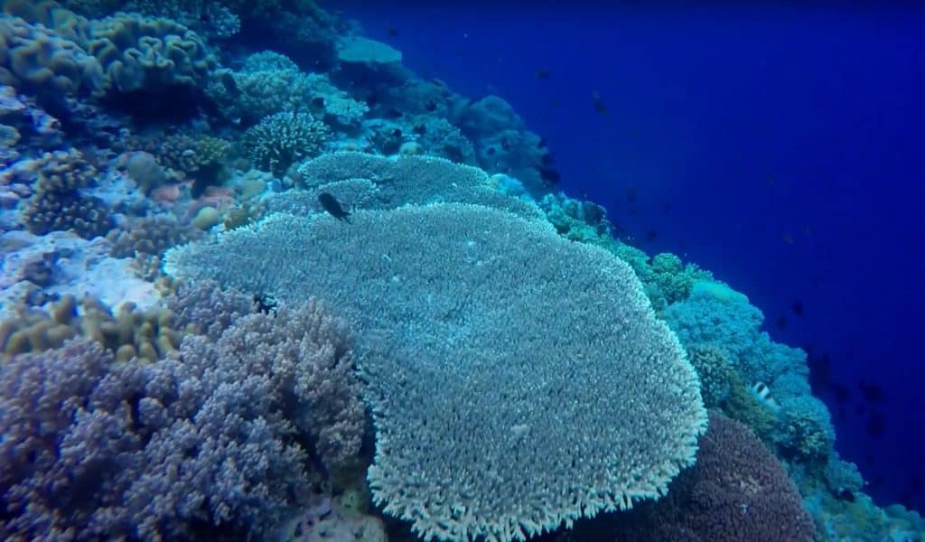 Pulau Runduma