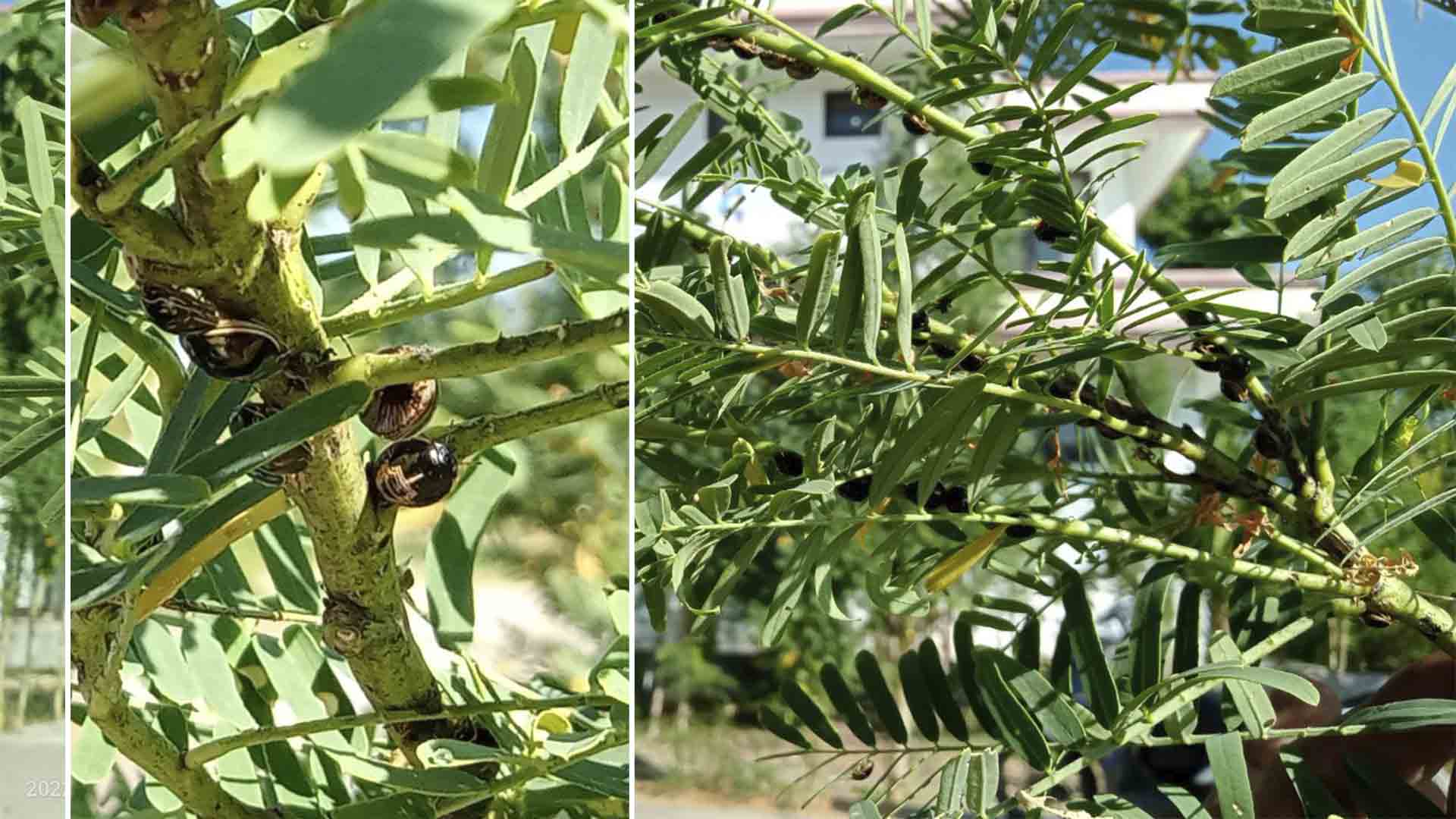 Hama Penghisap Buah Tanaman