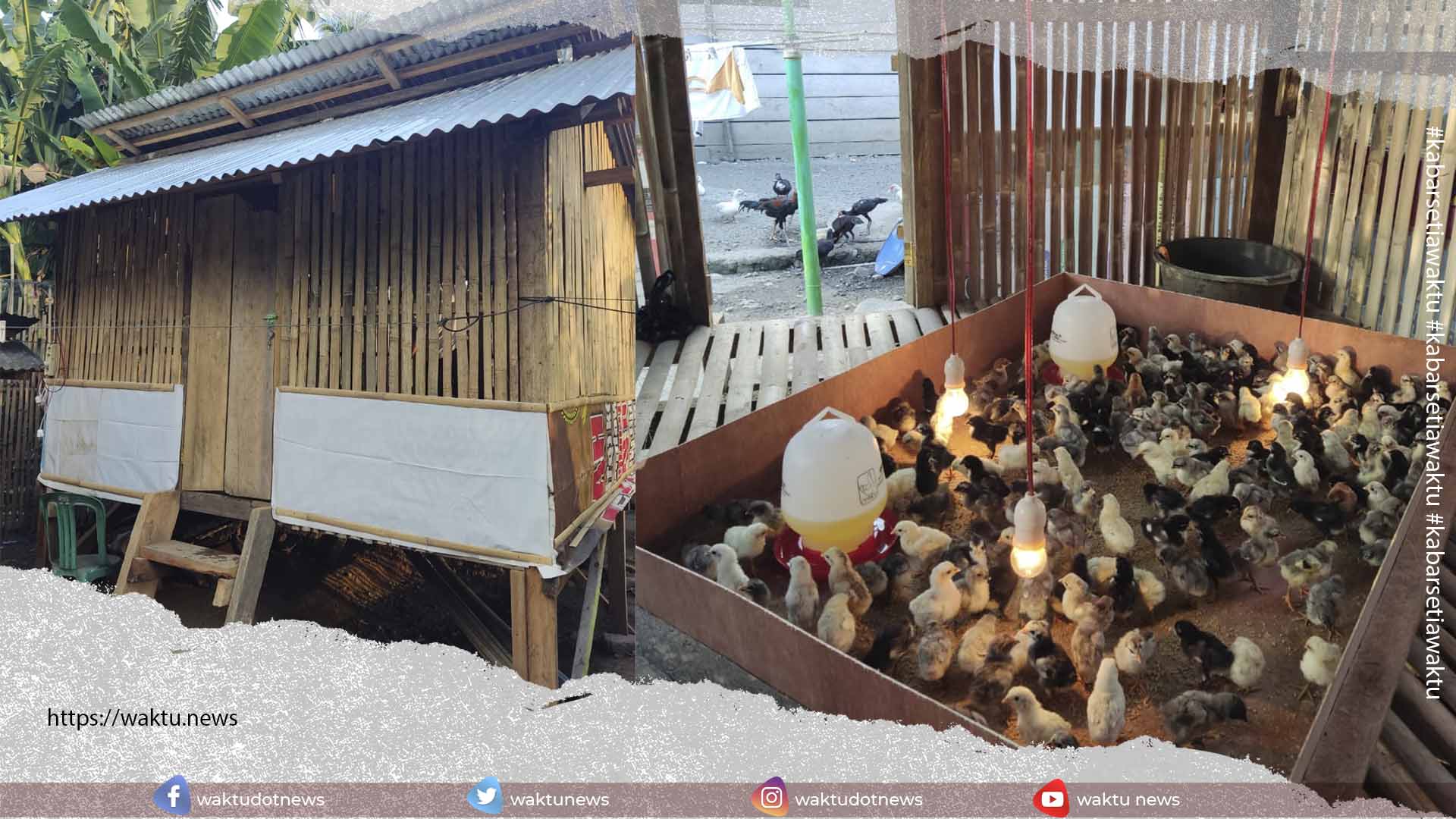Pemdes Nuangan Selatan Bangun Kandang Ayam