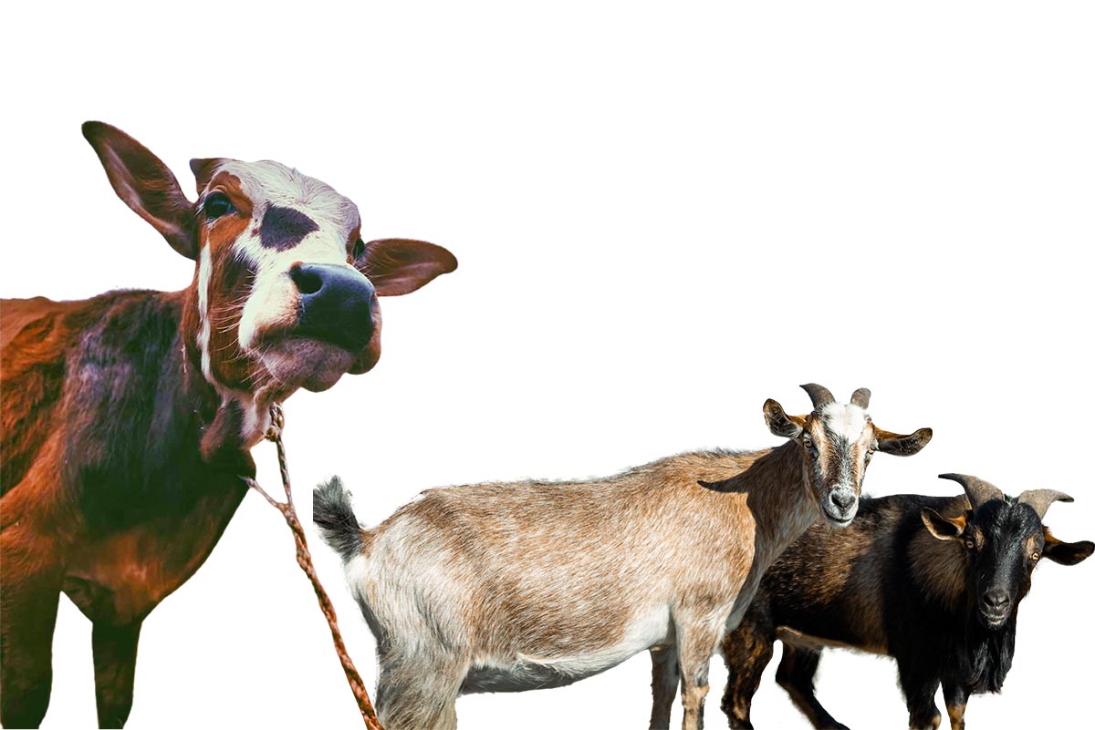 Perbedaan Daging Sapi dan Kambing