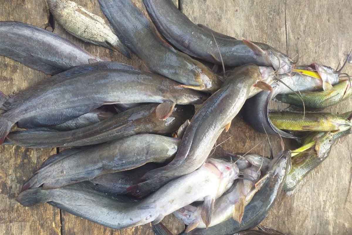 Keajaiban Ikan Lele