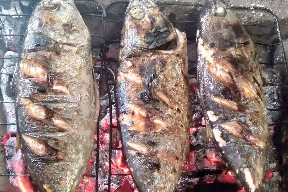Nutrisi Ikan Tuna