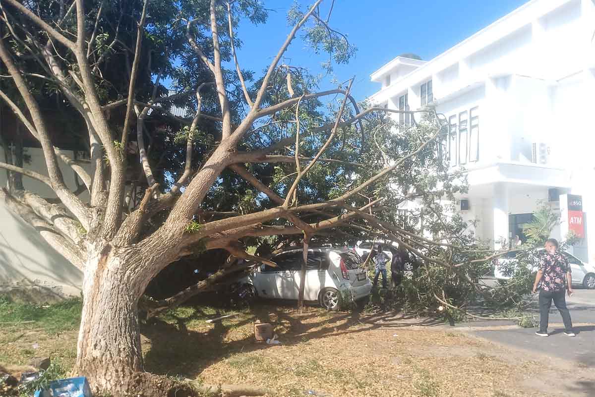 Pohon di Kantor Bupati Boltim Tumbang