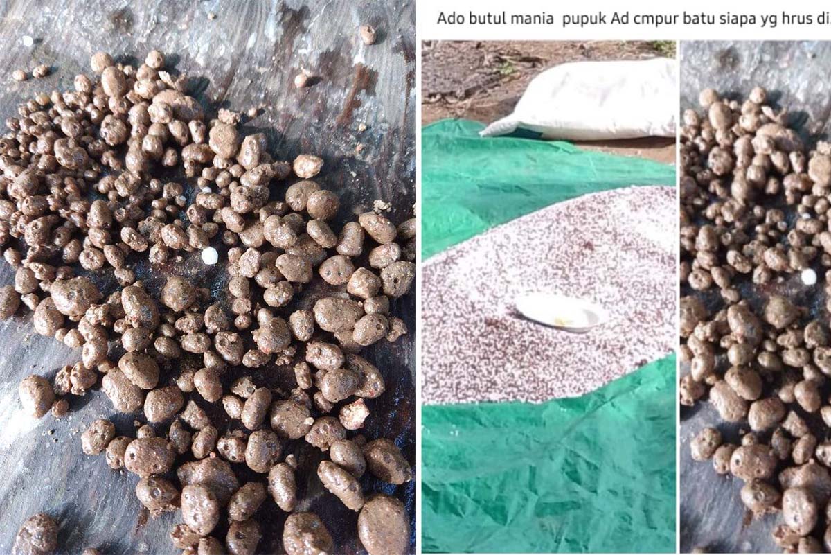 Konspirasi Pupuk Petani Bolangitang Timur