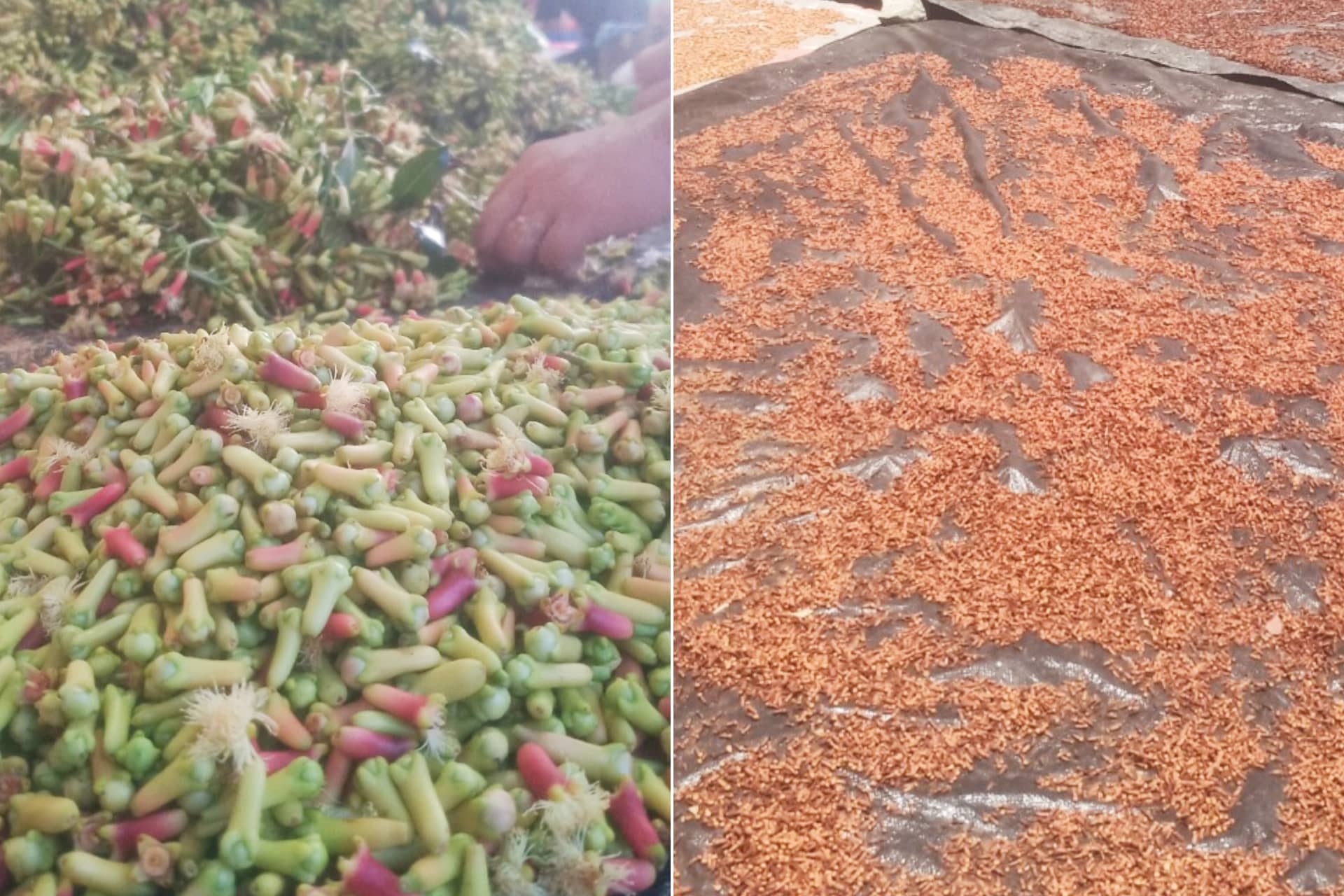 Harga Cengkeh Turun Drastis