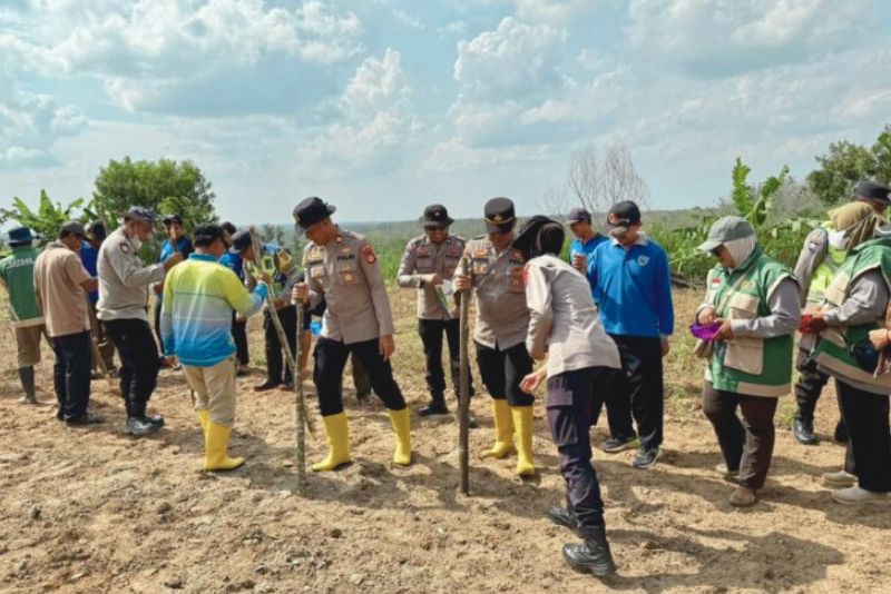 penanaman jagung serentak Polsek Belitang III