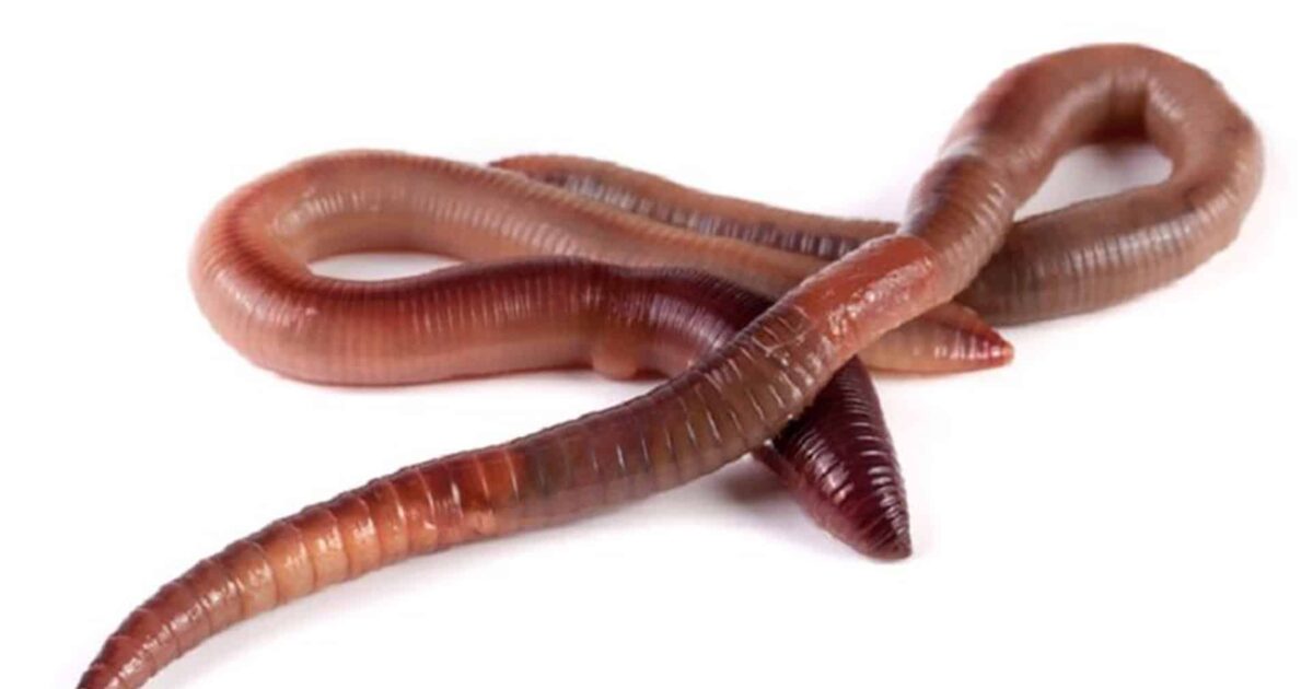 Manfaat Cacing untuk Kesehatan