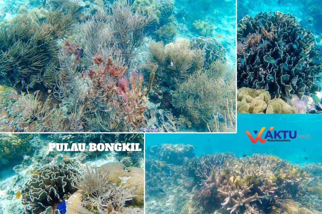 Pulau Bongkil