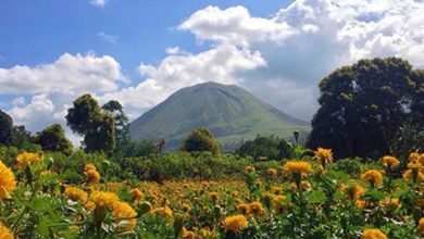 Festival bunga tomohon