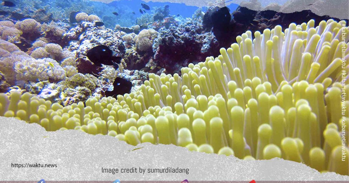 Spot Sakau Point Bolsel