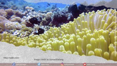 Spot Sakau Point Bolsel