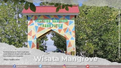 Tracking mangrove Pato’a