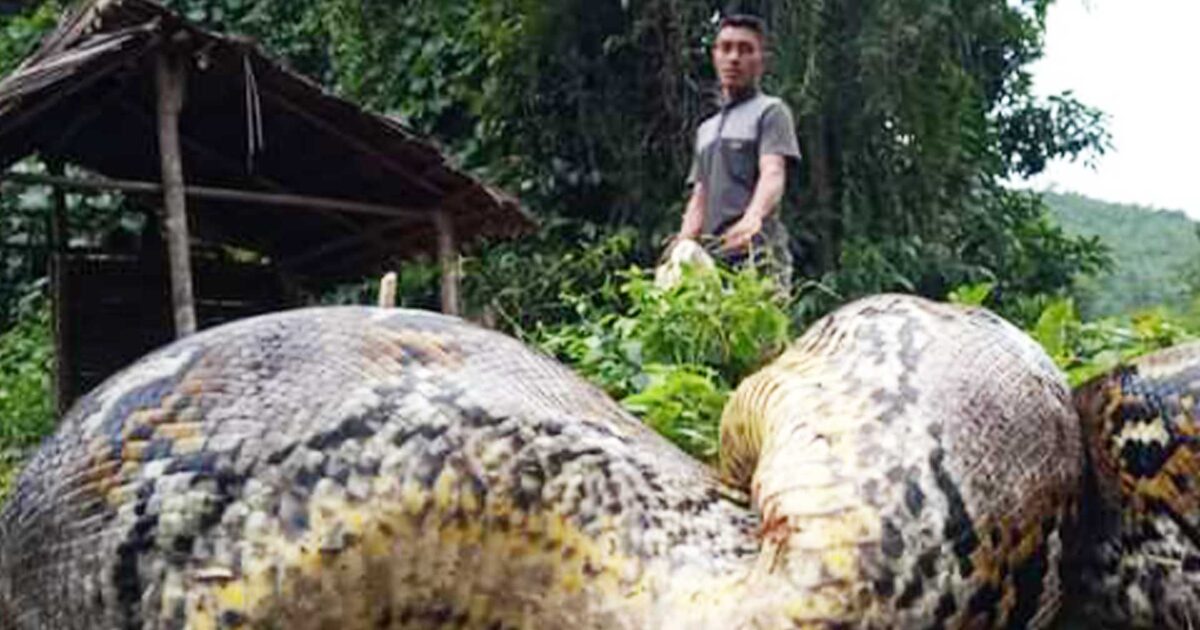 Ular Piton Hebohkan Warga Saleo