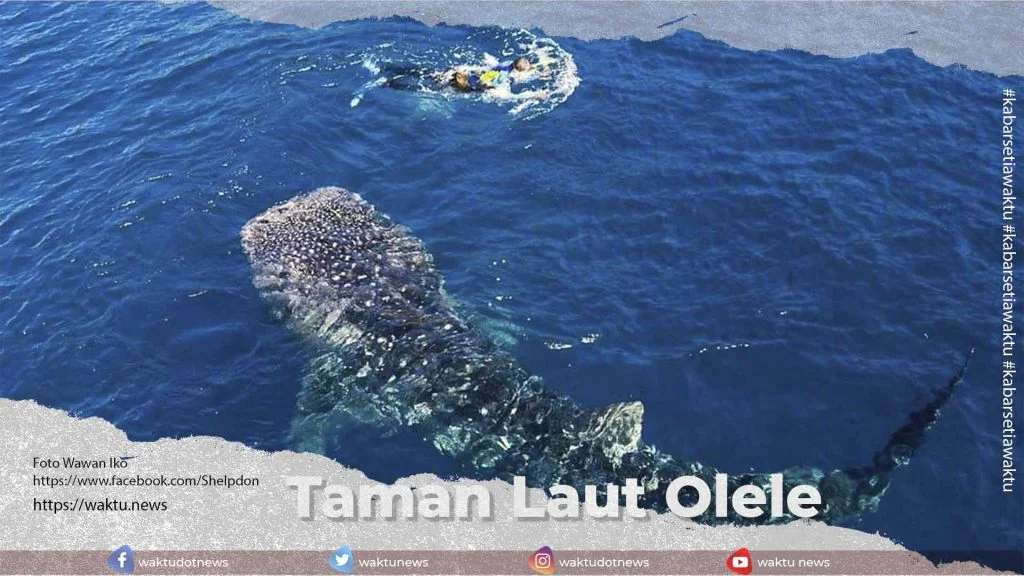Olele Taman Laut Olele Gorontalo dengan Keunikan dan Ciri Khasnya • Waktu news