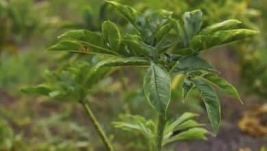 Ekspor Porang Kembali Dibuka