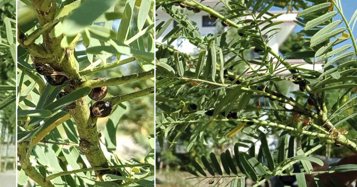 Hama Penghisap Buah Tanaman