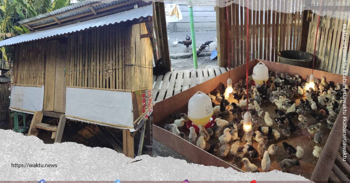 Pemdes Nuangan Selatan Bangun Kandang Ayam