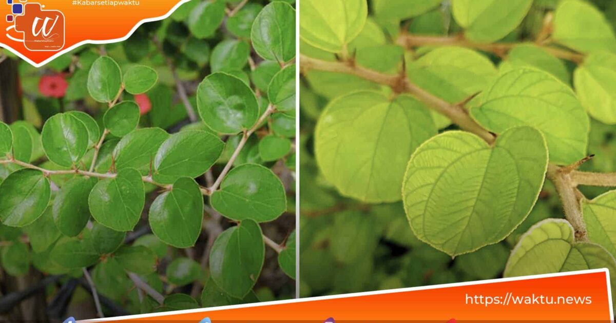 Manfaat Pohon Bidara