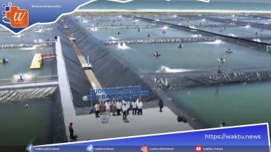 Jokowi Resmikan Tambak Udang Vaname