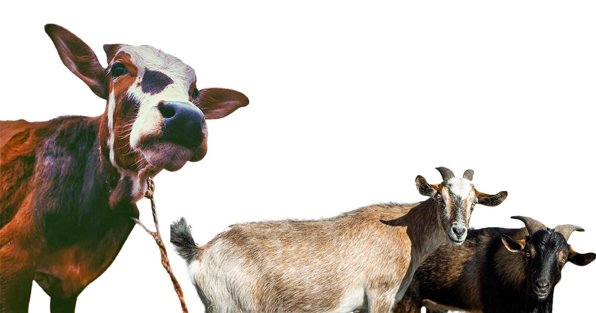 Perbedaan Daging Sapi dan Kambing