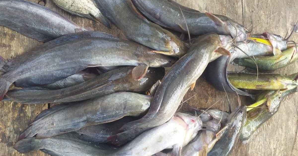 Keajaiban Ikan Lele