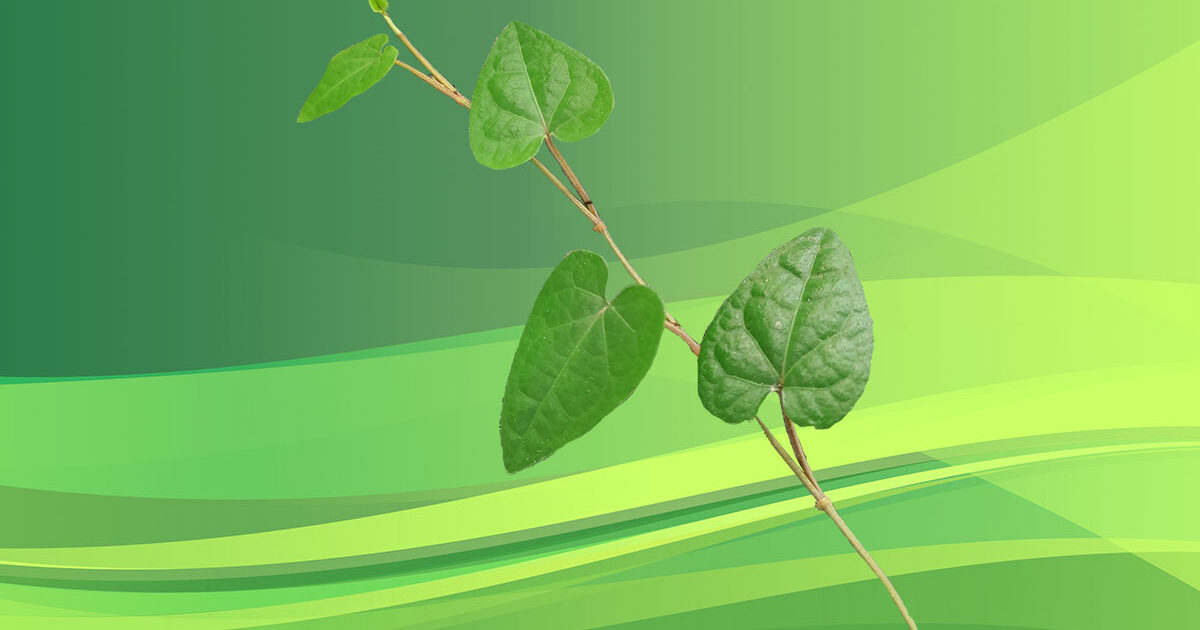 Manfaat Daun Sirih Tiongkok