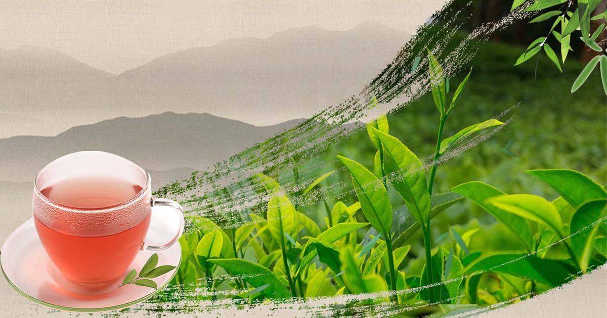 Efek Kesehatan Setelah Berhenti Minum Teh