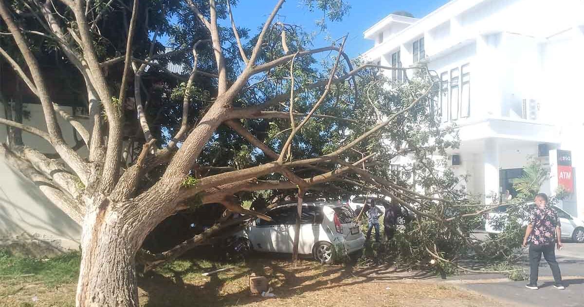 Pohon di Kantor Bupati Boltim Tumbang