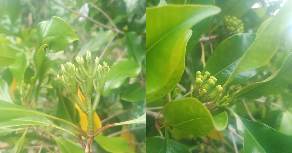 Cengkeh Berbuah Warga Boltim Gembira