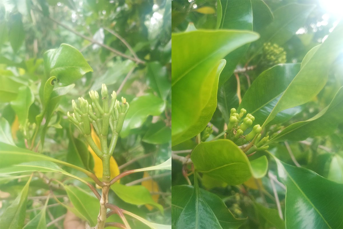 Cengkeh Berbuah Warga Boltim Gembira