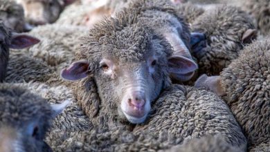 Kapal Pertama Domba Australia Tiba di Saudi