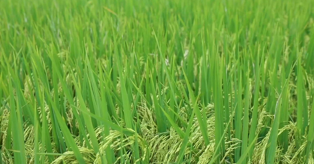 Banjir Rendam Ribuan Hektar Sawah di Bolmong