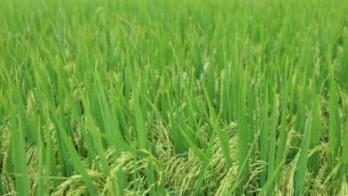 Banjir Rendam Ribuan Hektar Sawah di Bolmong