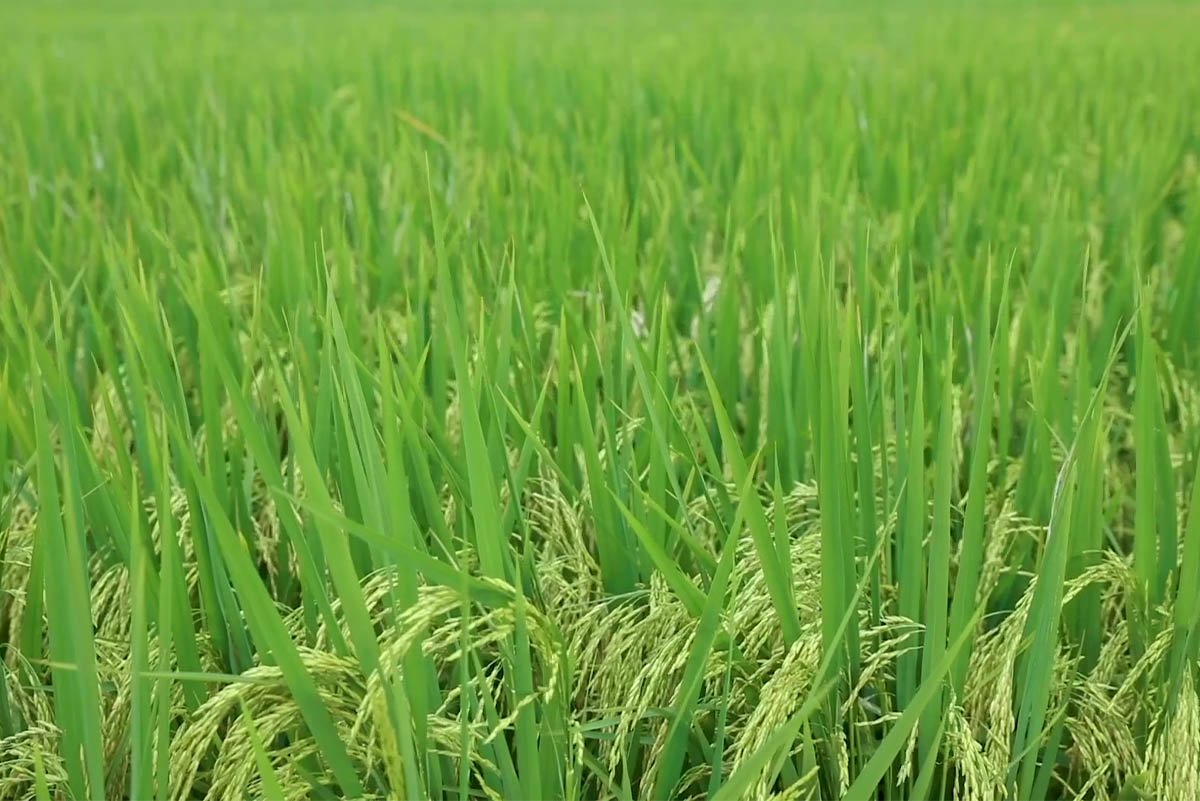 Banjir Rendam Ribuan Hektar Sawah di Bolmong