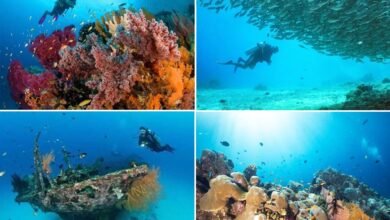 Spot Diving Raja Ampat