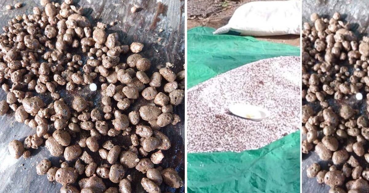 Konspirasi Pupuk Petani Bolangitang Timur