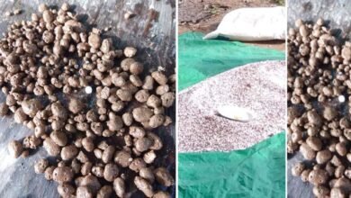 Konspirasi Pupuk Petani Bolangitang Timur