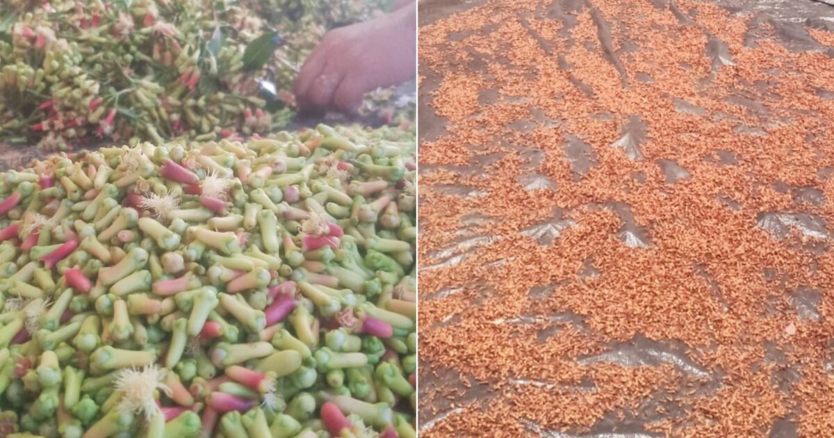 Harga Cengkeh Turun Drastis