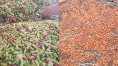 Harga Cengkeh Turun Drastis