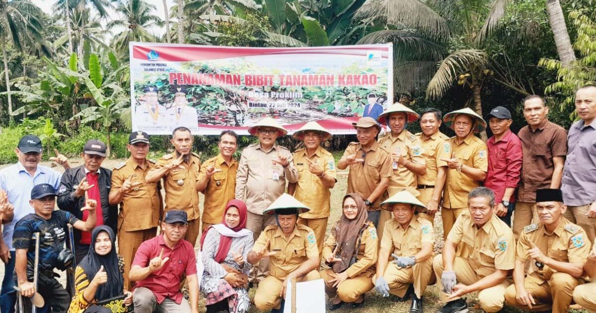 DLH Sulut Distribusikan Bibit Cacao di Bolmong