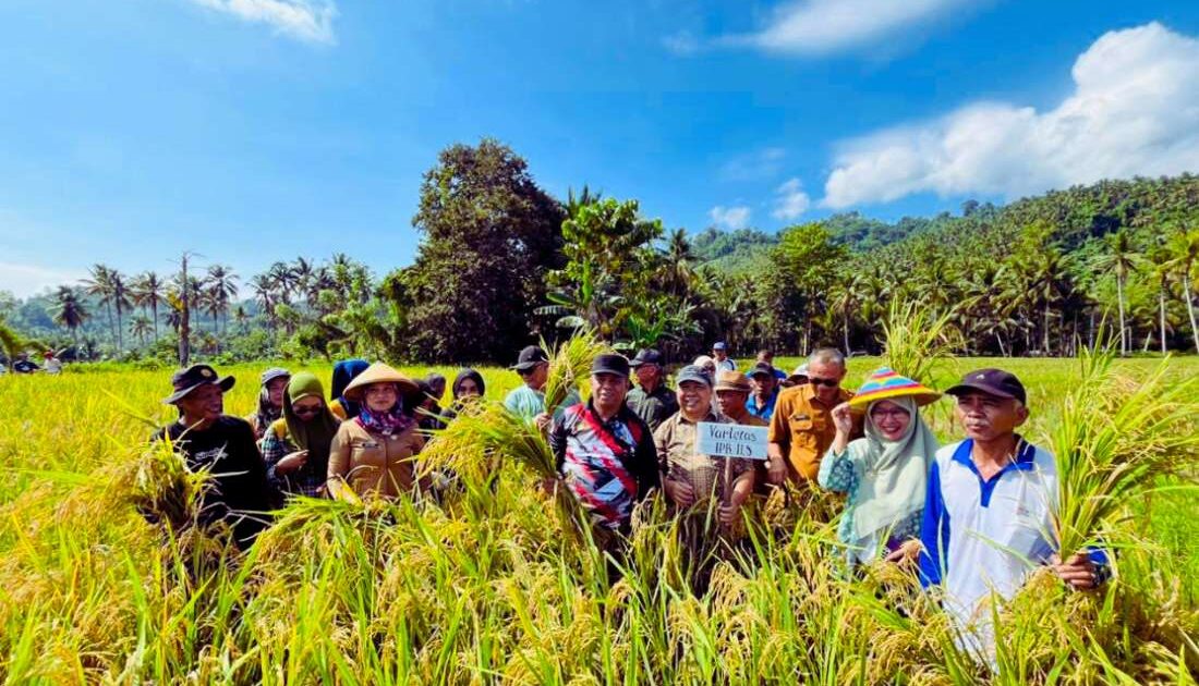 Panen Perdana Varietas Padi Unggul IPB di Bolmut