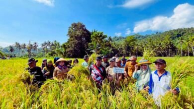 Panen Perdana Varietas Padi Unggul IPB di Bolmut