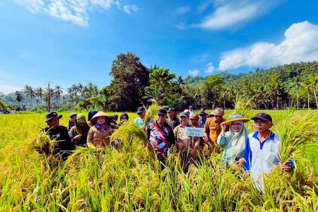 Panen Perdana Varietas Padi Unggul IPB di Bolmut