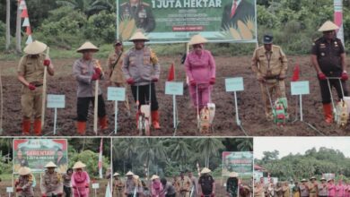 Polres Bolsel Gelar Penanaman Jagung